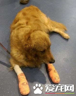 宠物公司航空运狗 造成狗狗一死一重伤