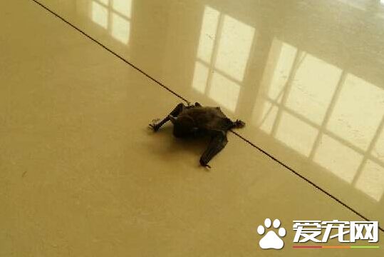 遭蝙蝠抓咬伤 卫生部建议接种人用狂犬疫苗