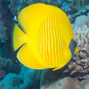黄色蝴蝶鱼图片