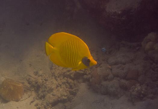黄色蝴蝶鱼