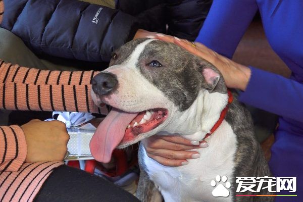 小狗咬坏人脚立大功 让女主人免遭性侵