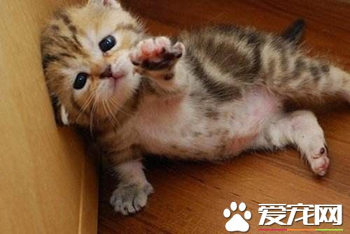 捕猫虐杀挂浴室 中国男子被捕谎称台湾人