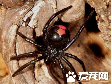 澳洲医院惊现大量毒蜘蛛 被迫关闭24小时