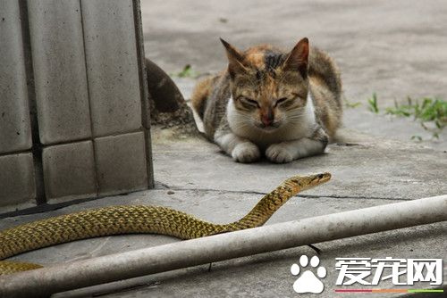 流浪猫报恩 守门死盯2米长蛇护妇孺