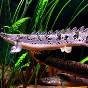 戴氏多鳍鱼图片