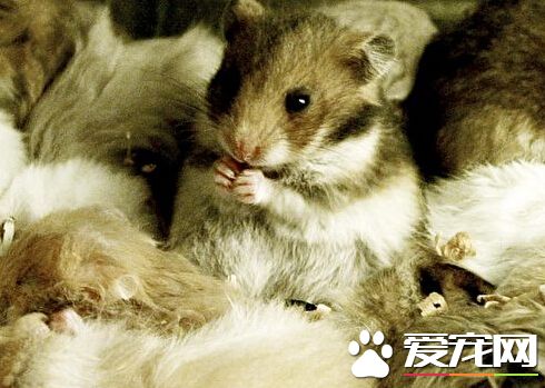 11岁哮喘女童不慎被宠物鼠咬伤 不幸猝死