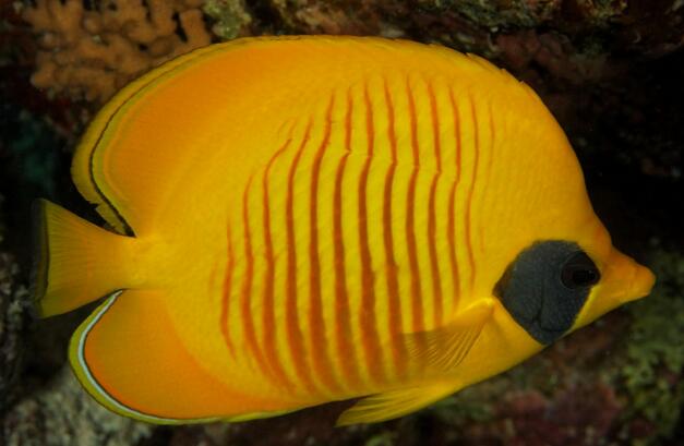 黄色蝴蝶鱼