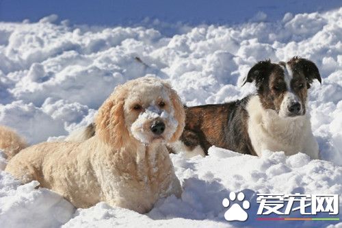 狗狗路边被冻 主人或被罚款250美元