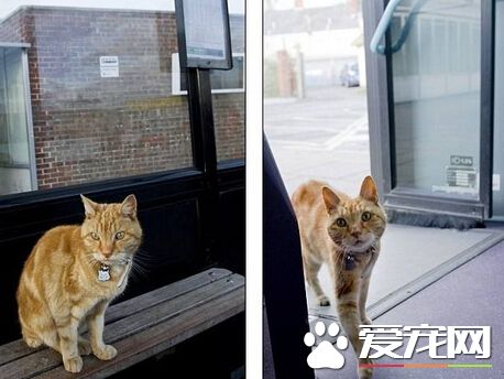 英国神奇老猫每天搭公车兜风 四年如一日
