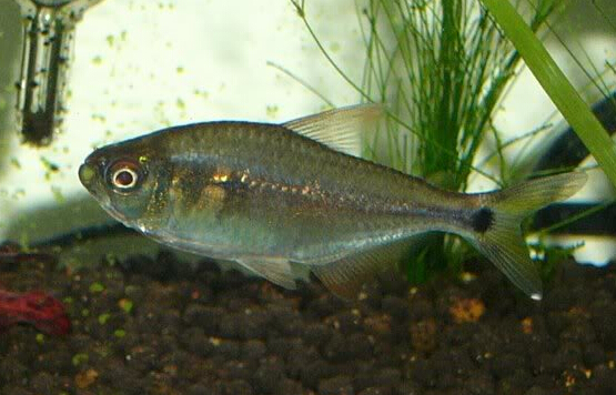 QQ截图20170208161326