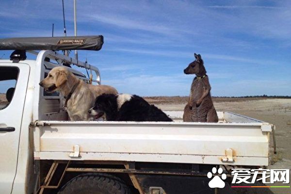 西澳袋鼠自认是狗 与农场狗伙伴快乐生活