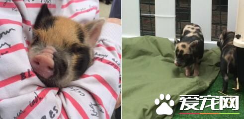 英国大学让学生抱猪仔 以纾解考试压力