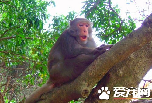 台湾猕猴损农作 农夫被迫架电网自救