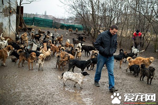 塞尔维亚爱心人士 收容450只流浪狗