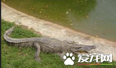 澳洲警察搜救12岁男孩 两条鳄鱼已被误杀