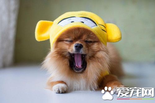 美老妇发病突发昏厥 邻家狗狗狂吠求救