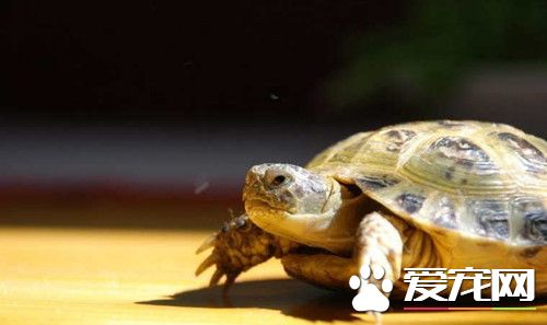 捷星航班飞机惊现乌龟 无法入境被安乐死