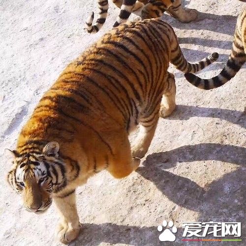 每逢佳节胖三斤 东北虎肥成海狮趴地