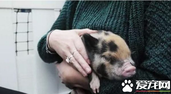 英国大学让学生抱猪仔 以纾解考试压力