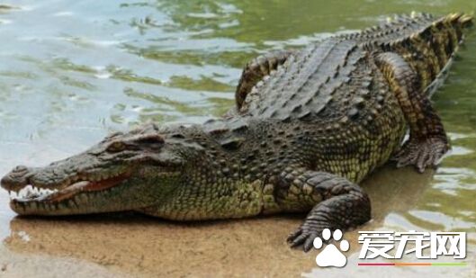 澳昆省罗克汉普顿洪灾恶化 街头鳄鱼出没