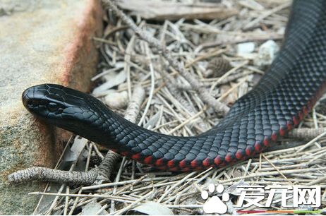 主人遭毒蛇咬伤 勇敢猫咪挺身而出反击杀蛇