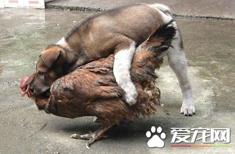 悉尼一对男女为救鸡 遭两只恶犬严重咬伤