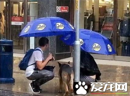 可怜小狗雨中发抖 善良人脱外衣为狗遮雨