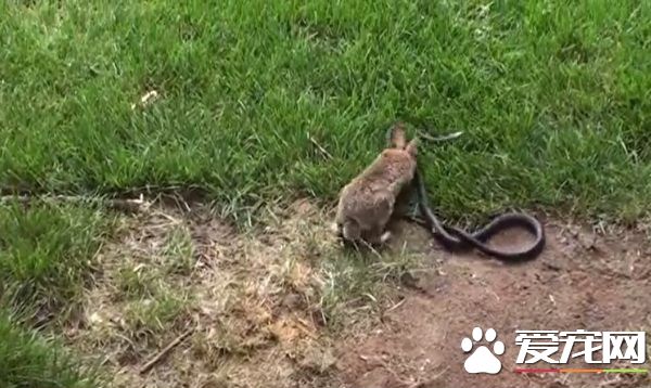 为救爱子 英勇兔妈妈击退黑蛇