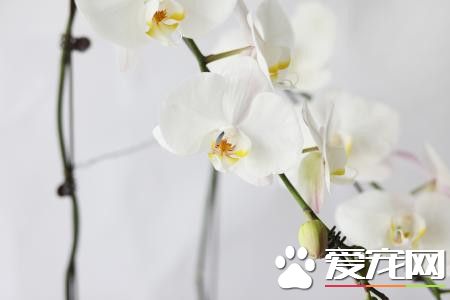 蝴蝶兰可以放在卧室吗 蝴蝶兰是可以放卧室的