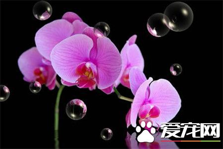 蝴蝶兰有毒吗 蝴蝶兰是一种无毒的花卉