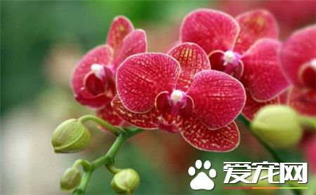 蝴蝶兰用什么土栽培 可以采用水苔来栽培