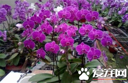 蝴蝶兰多少钱一株 价格在80到300元之间