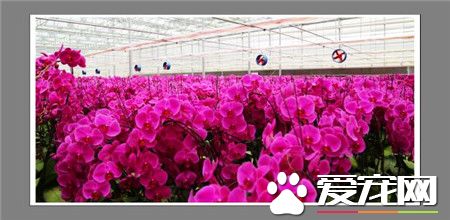 蝴蝶兰好养吗 蝴蝶兰喜欢高气温的通风环境