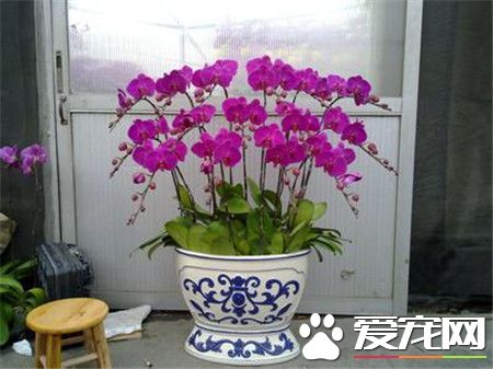 蝴蝶兰有毒吗 蝴蝶兰是一种无毒的花卉