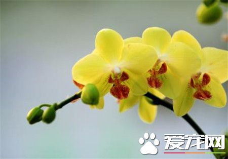 蝴蝶兰开花期间的管理 开花期一定不要浇水
