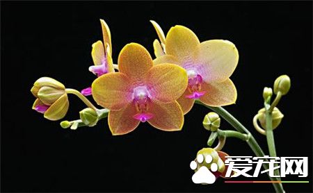 蝴蝶兰多少钱一盆 市场价格在80到300元之间