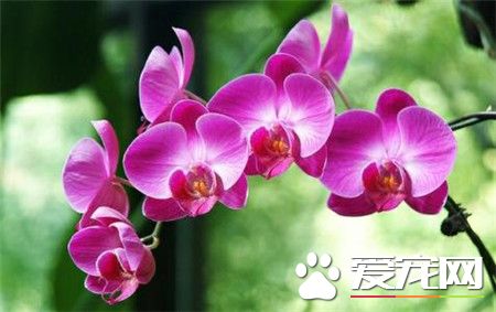 蝴蝶兰多少钱一株 价格在80到300元之间