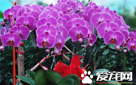 蝴蝶兰有毒吗 蝴蝶兰是一种无毒的花卉