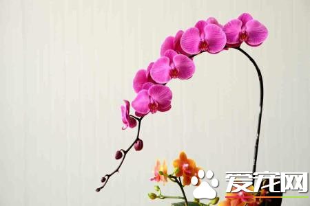 蝴蝶兰用什么土栽培 可以采用水苔来栽培
