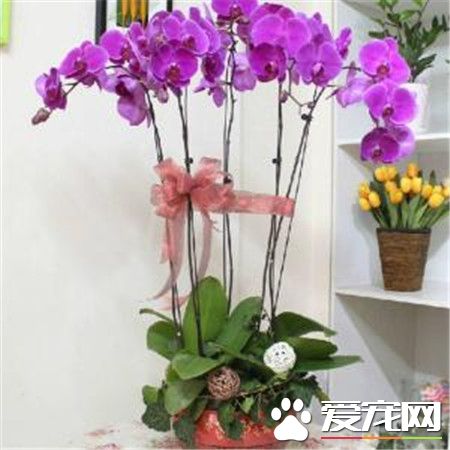 蝴蝶兰多少钱一株 价格在80到300元之间