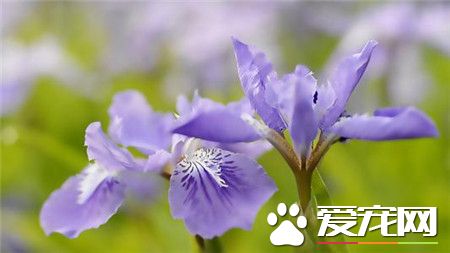 蝴蝶兰好养吗 蝴蝶兰喜欢高气温的通风环境