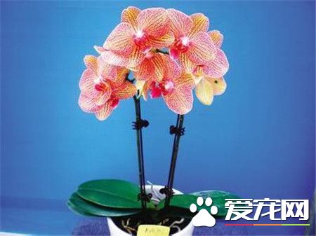 蝴蝶兰可以放在卧室吗 蝴蝶兰是可以放卧室的