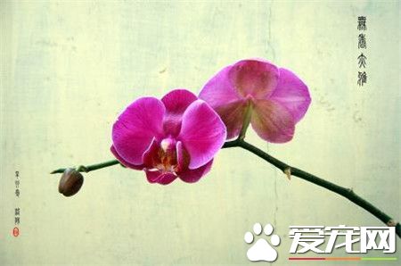 蝴蝶兰多少钱一盆 市场价格在80到300元之间