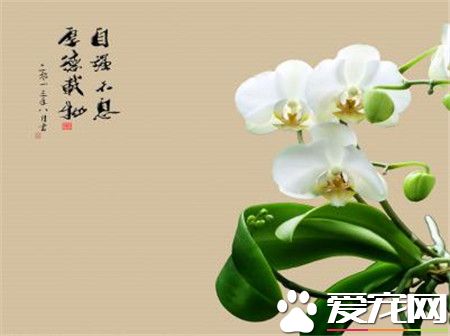 蝴蝶兰好养吗 蝴蝶兰喜欢高气温的通风环境