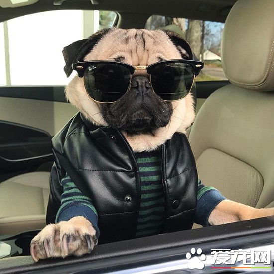 模特范就是这么酷