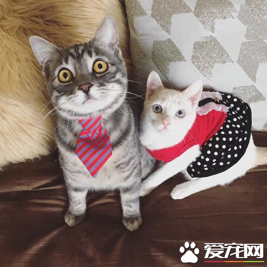 可爱的猫咪小情侣