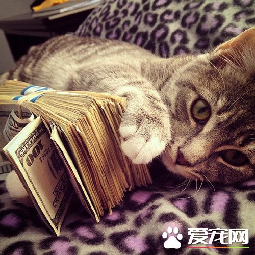 想做我的铲屎官吗，朕有的是钱