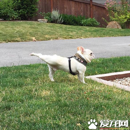 舞蹈功底深厚的狗狗，动作就是这么优雅