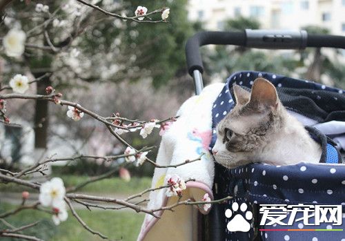 春天真的是赏花的好时节