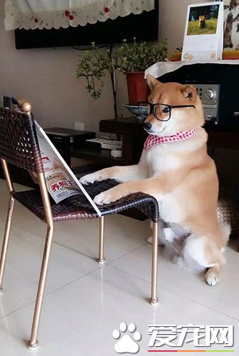 多看书多看报，做个知识渊博的好狗狗